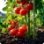 Culture de tomates et légumes sous serre tunnel PLONOS