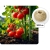Culture de tomates sous tunnel de jardin PLONOS 2 x 2 m